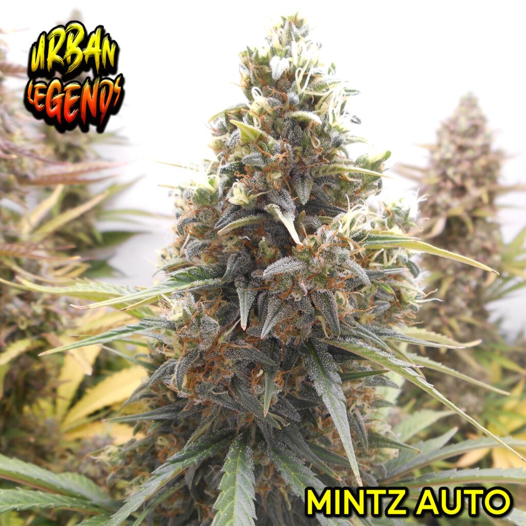 Mintz Automatic