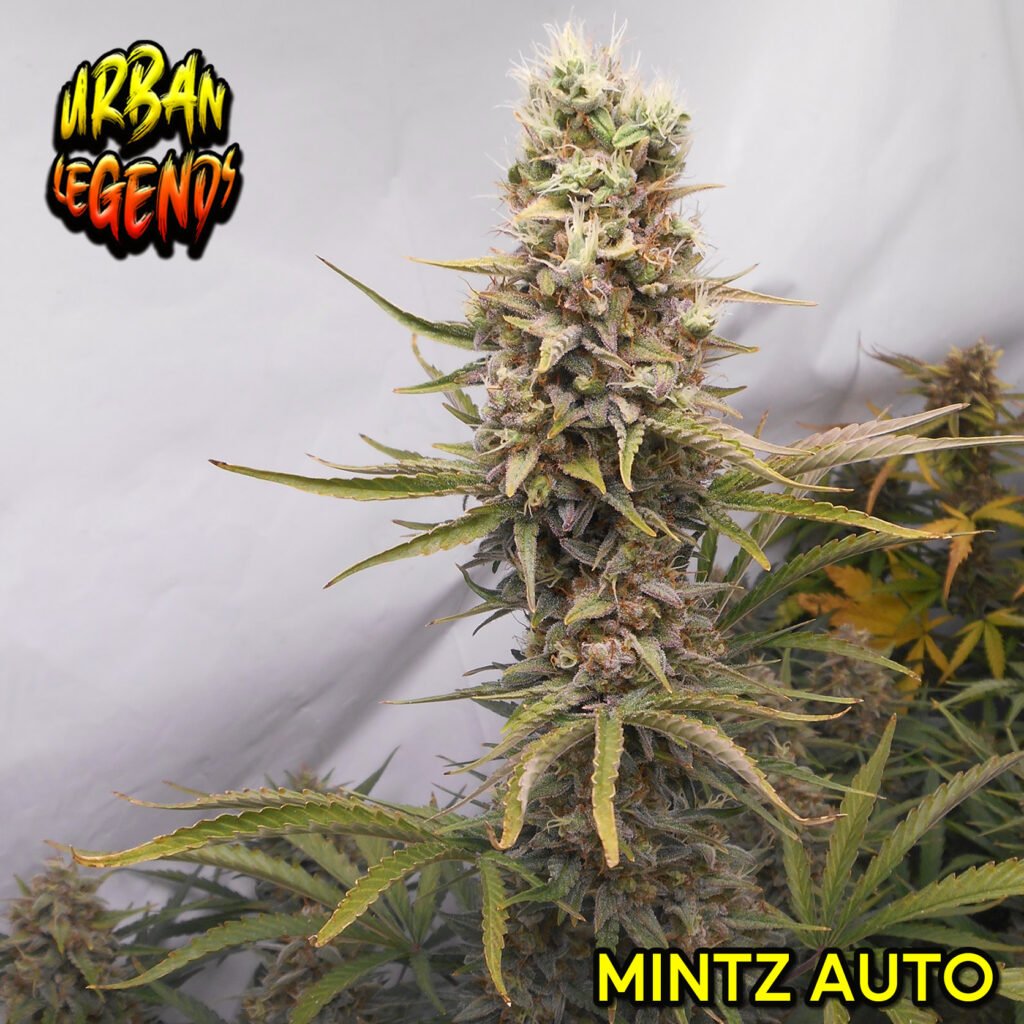 Mintz Automatic