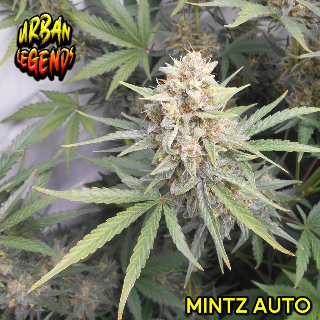 Mintz Automatic