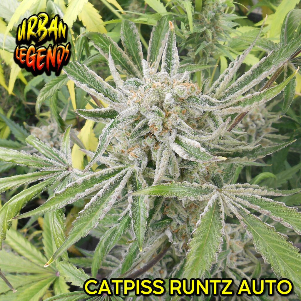 CATPISS RUNTZ AUTOMATIC