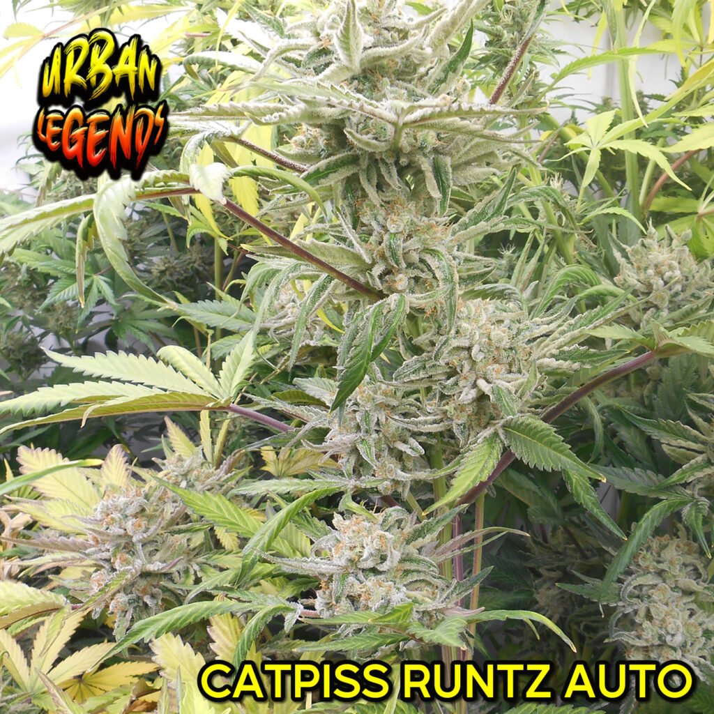 CATPISS RUNTZ AUTOMATIC